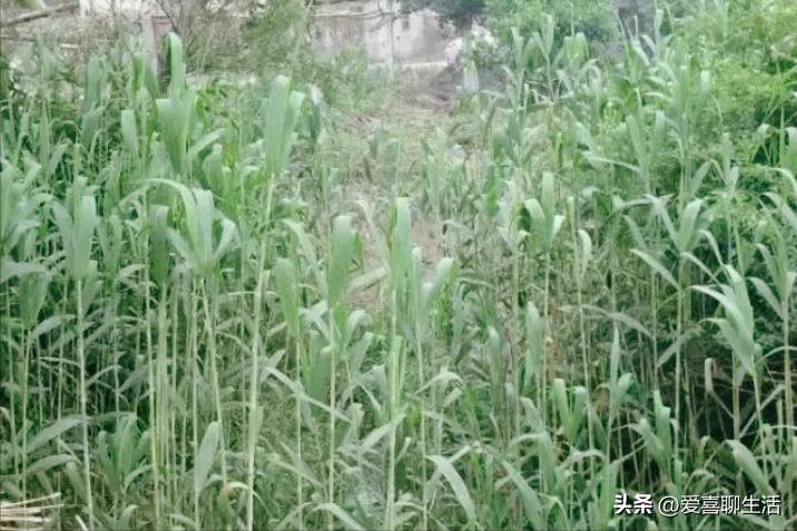 明日五一，有钱没钱记得吃3种时令美食，寓意人财两旺，平安吉祥