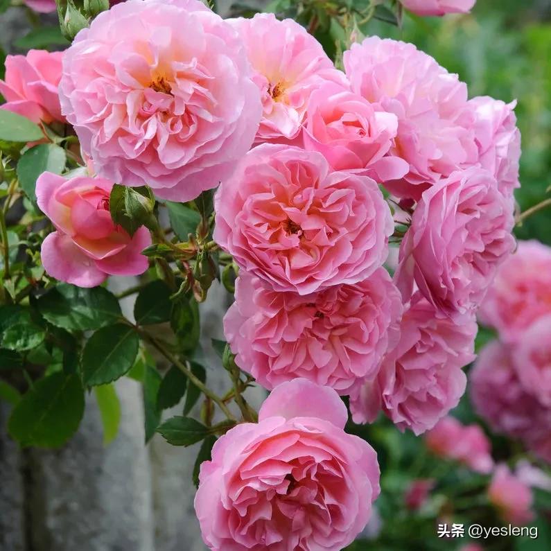 奥斯汀月季经典品种海德庄园,耐晒耐热的奥斯汀月季