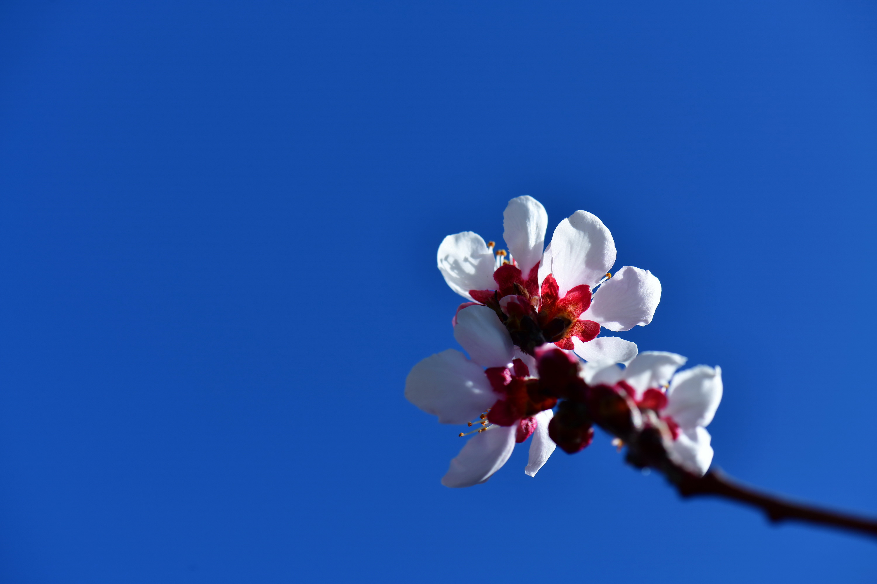 雪域林芝桃花图片 (在雪域江南西藏林芝邂逅漫山桃花)
