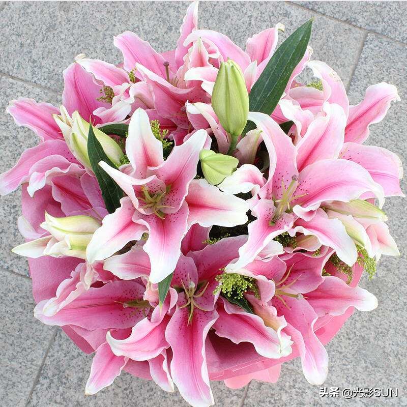 百合花的花语文案爆款,百合花的花语和传说