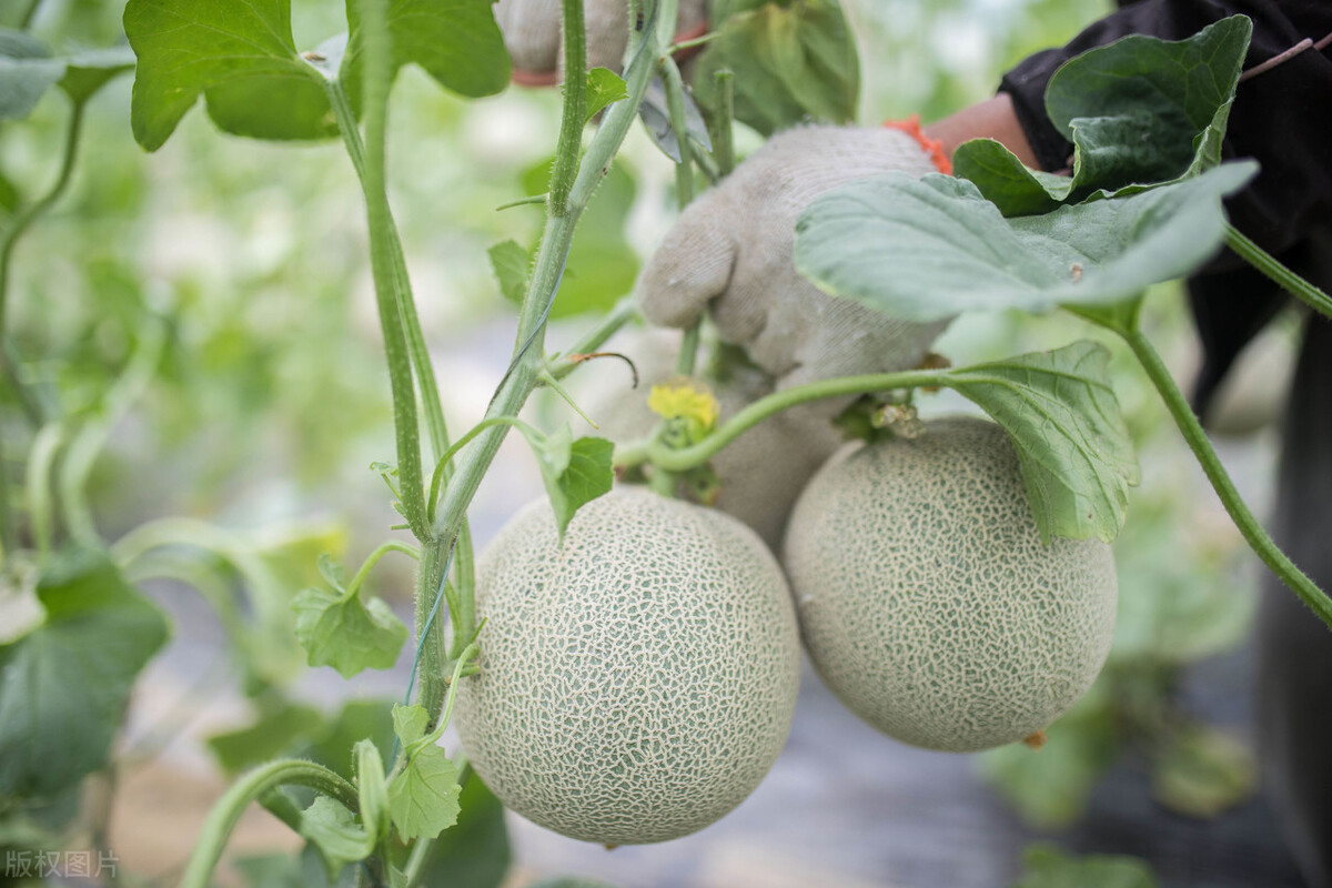 1680的哈密瓜、1598的粉红菠萝，价格先放一边，它们的来历很可疑