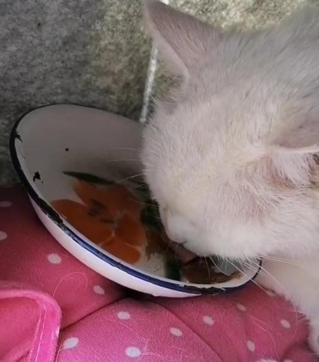 胺肾对三期肾衰猫咪有效果吗,猫咪尿闭引起肾衰怎么治疗