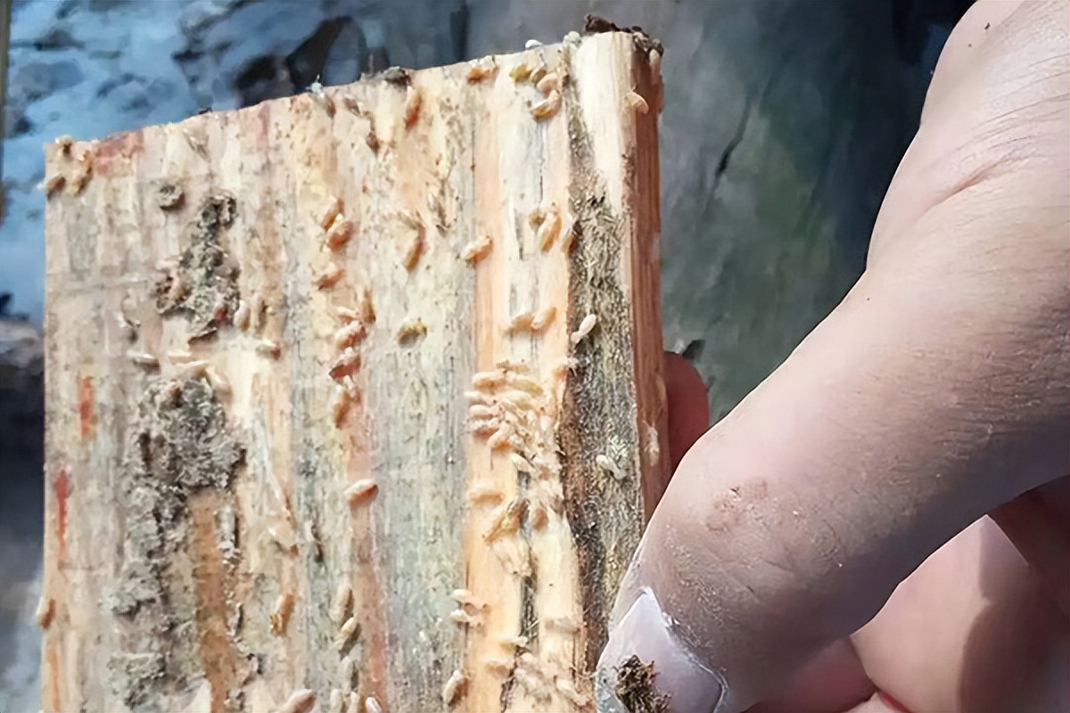 家庭防治白蚁最有效的方法,苏州上门白蚁防治的有效方法