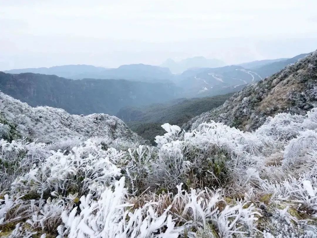 大明山有机绿茶,弱水三千只取一杯茶
