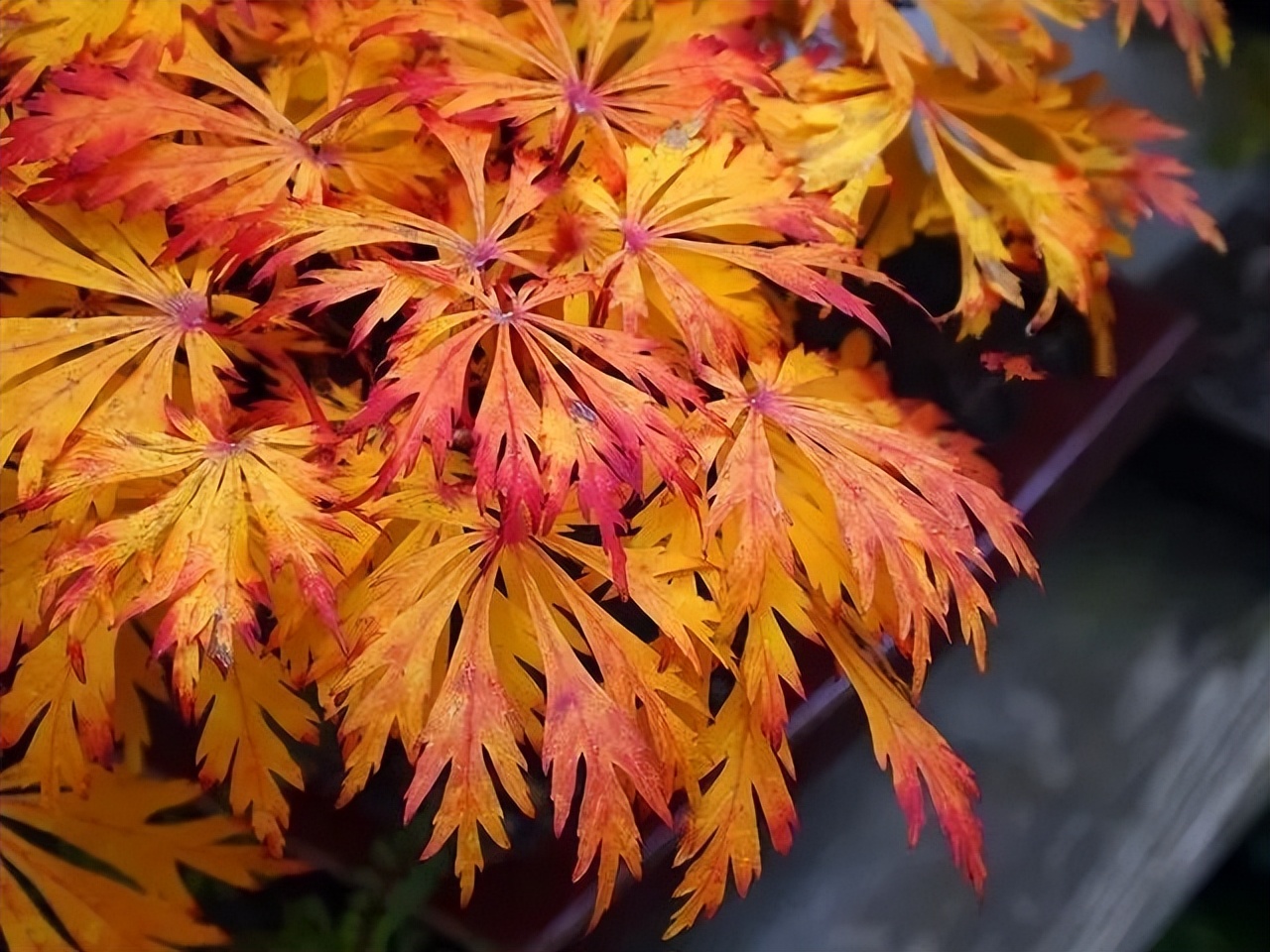 「秋天必看」枫树图鉴22年版——鸡爪枫及日本枫篇