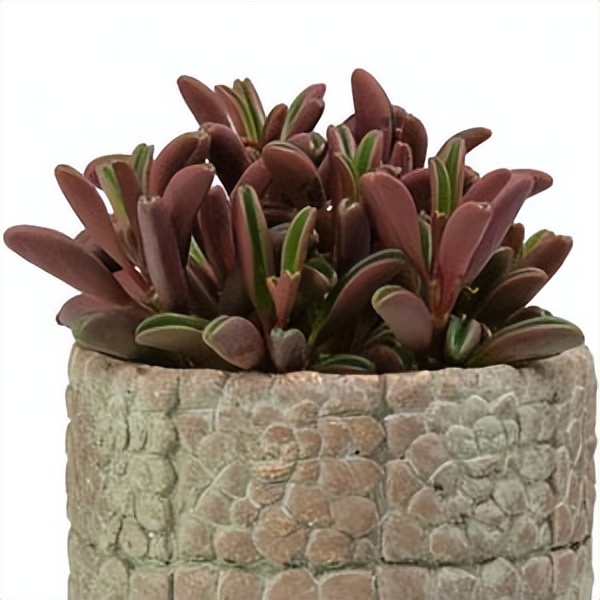 102个大类近500个多肉植物图片，都极其美丽，建议在家中也养一盆