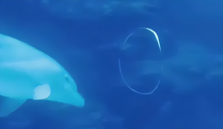 海豚湾到底是怎么回事,冒着生命危险揭露海豚湾秘密