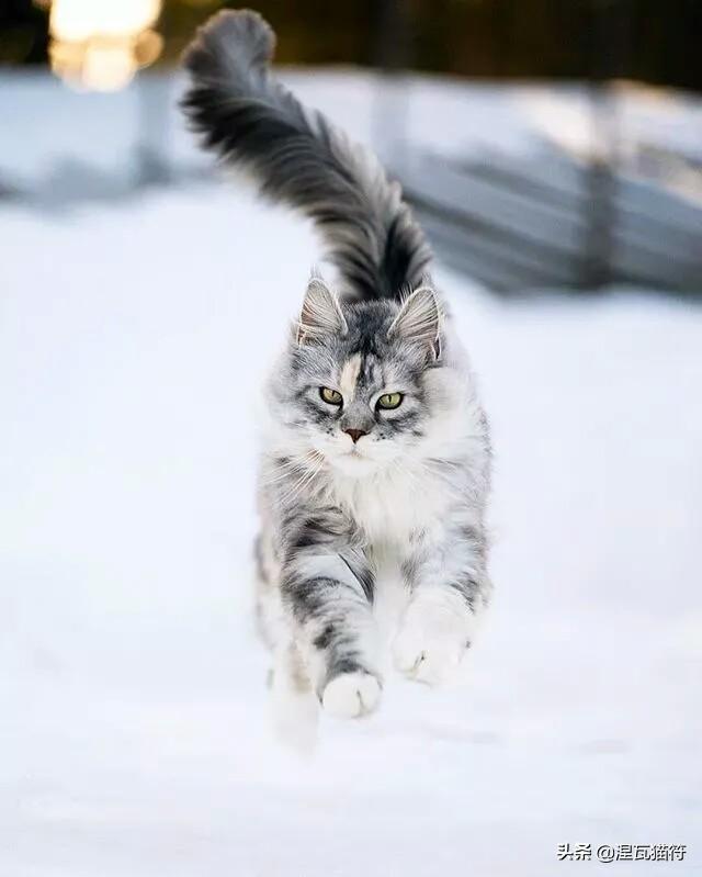 缅因库恩猫银虎斑,缅因猫浅银虎斑