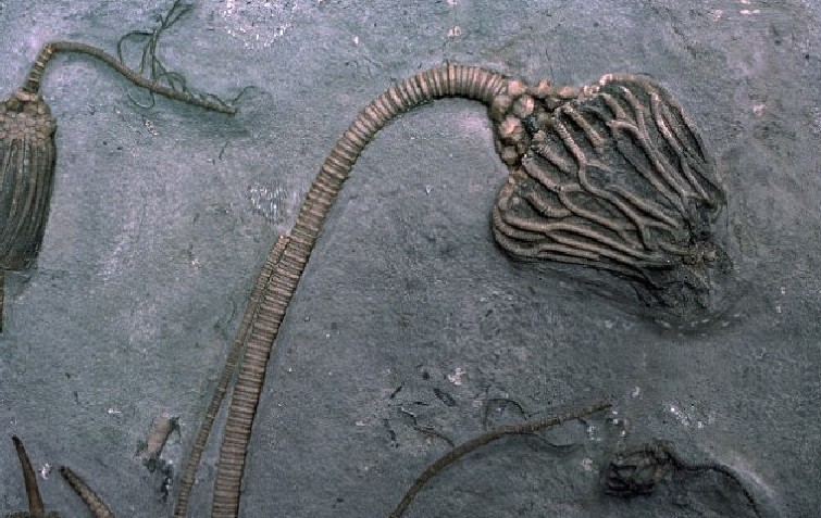 俄罗斯发现一枚3亿年前的螺丝钉,俄罗斯发现十二亿年前的螺丝