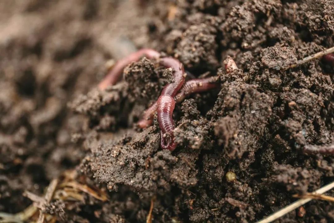 草际风来作药香寻找中国好营养