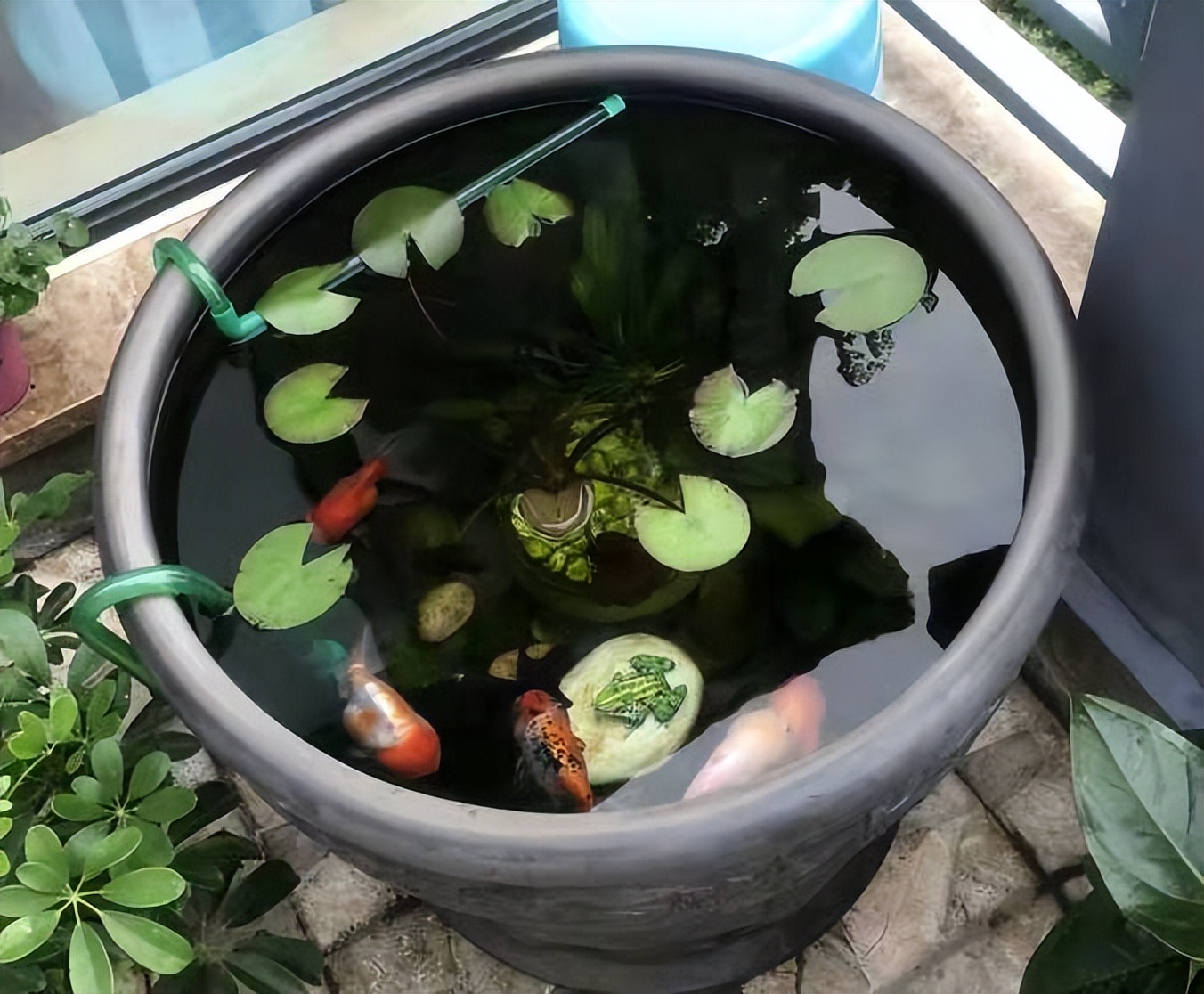 冷水鱼什么时间喂食最好,冷水鱼温度控制多少合适