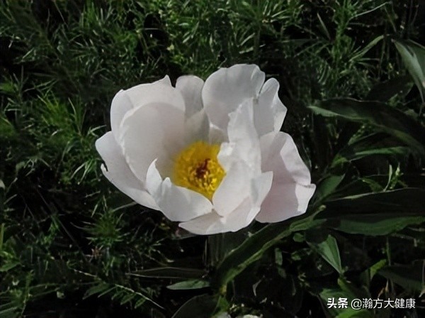 中草药鲜白芍长什么样,中草药炒白芍的功效