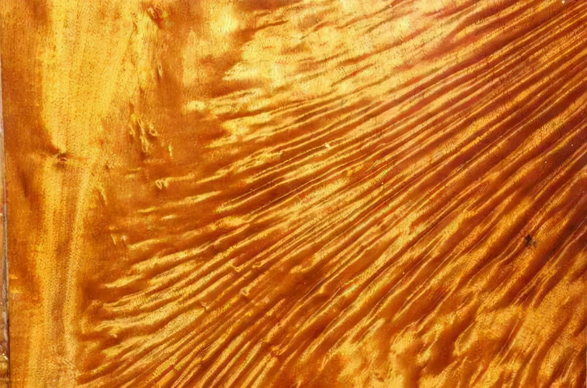 真正的正宗金丝楠木大树,50年金丝楠木树价值多少