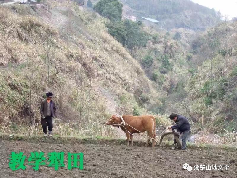 当年参加生产队劳动叫出工