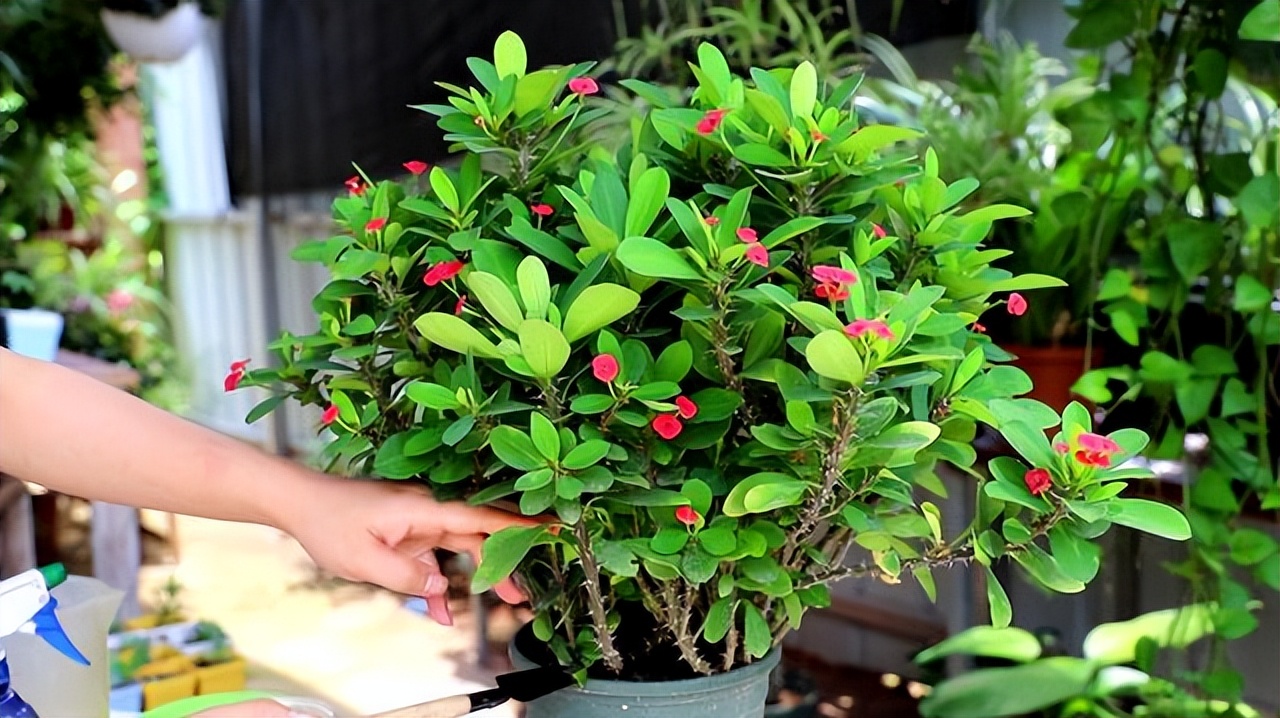 花多多2号和磷酸二氢钾有什么区别，老一辈：都是智商税，别用了