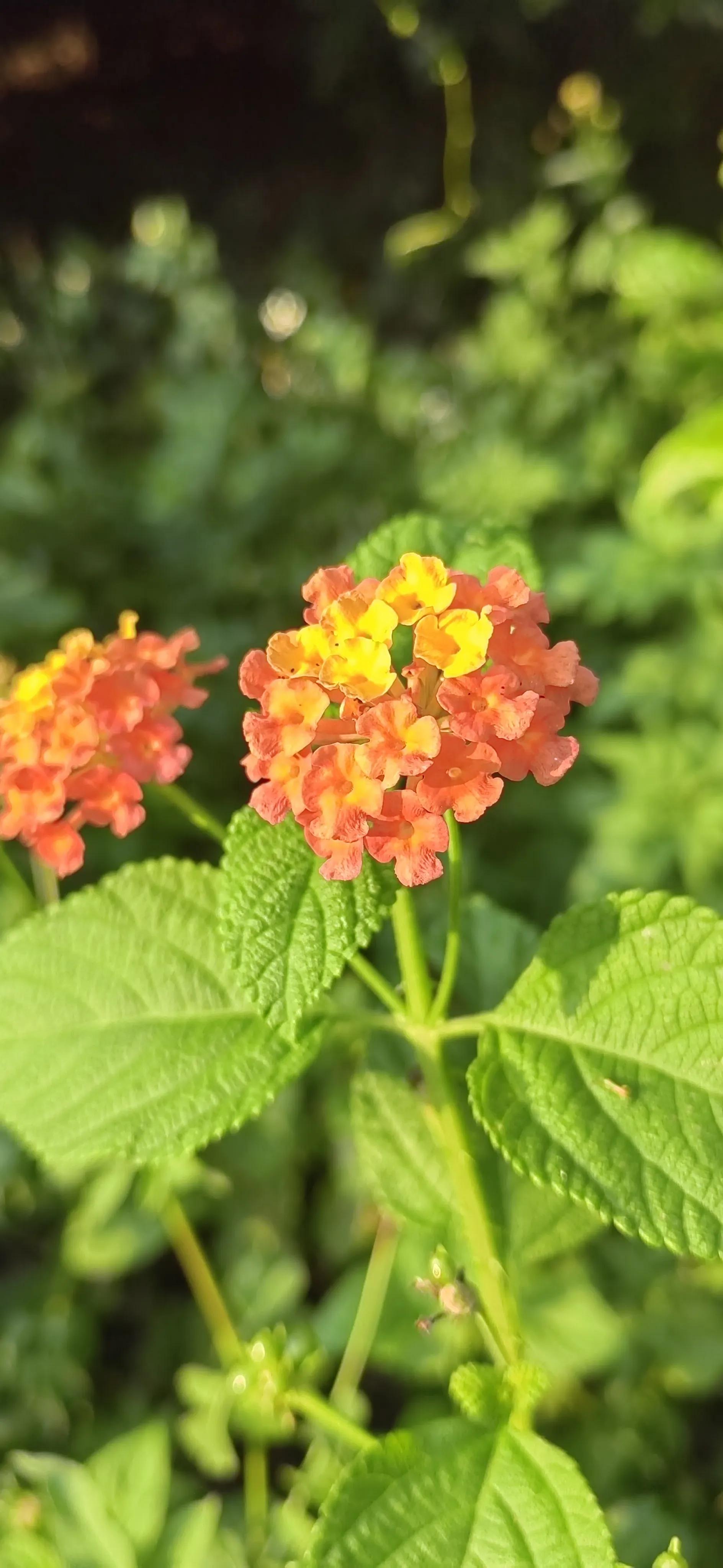 过年哪些水果是应季水果,3月份什么水果是应季水果