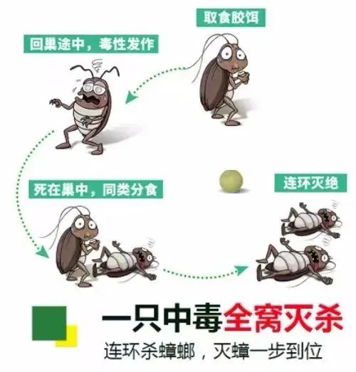 自制蟑螂克星轻松消灭家里蟑螂,蟑螂最怕的消灭方法