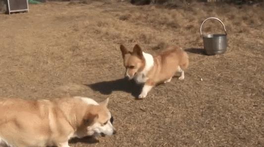 原来狗狗的交配方式，有那么多种