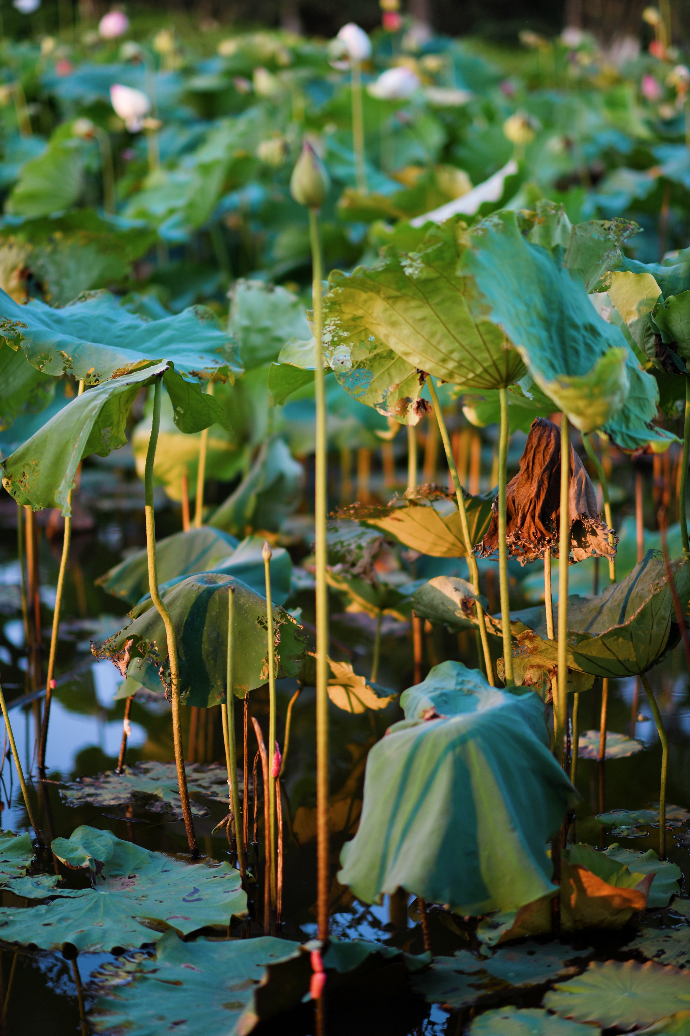 重庆市赏花胜地游玩线路,重庆渝北周边赏花地点推荐