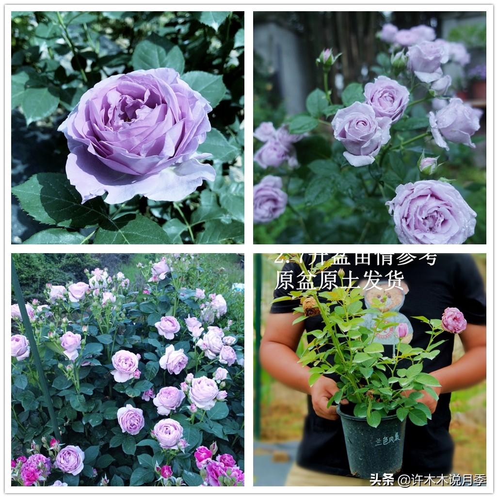 月季嫁接苗好还是扦插苗好,爬藤月季扦插苗好还是嫁接苗好