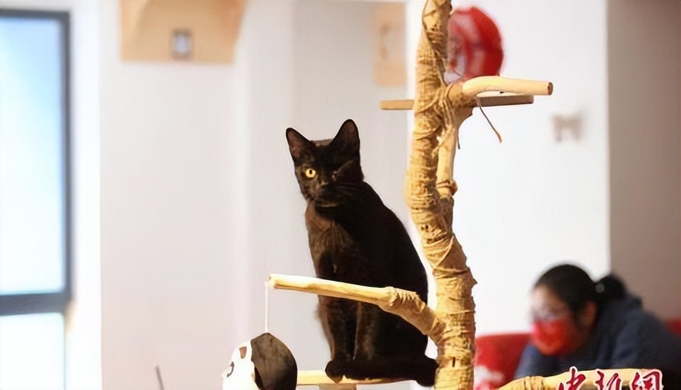 辛巴辛选618让消费更平等，武汉一猫咪咖啡馆：帮流浪动物找新家
