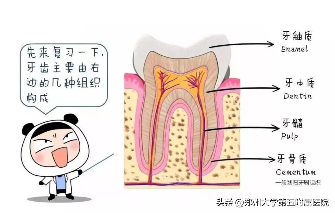 智齿蛀牙但是不痛,蛀牙不痛需要补吗