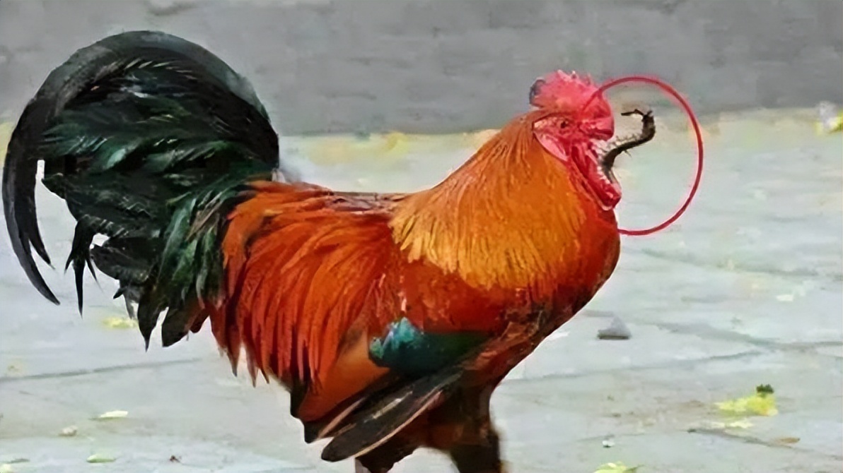 为什么五毒之首的蜈蚣怕公鸡,为啥五毒之一蜈蚣竟然怕公鸡