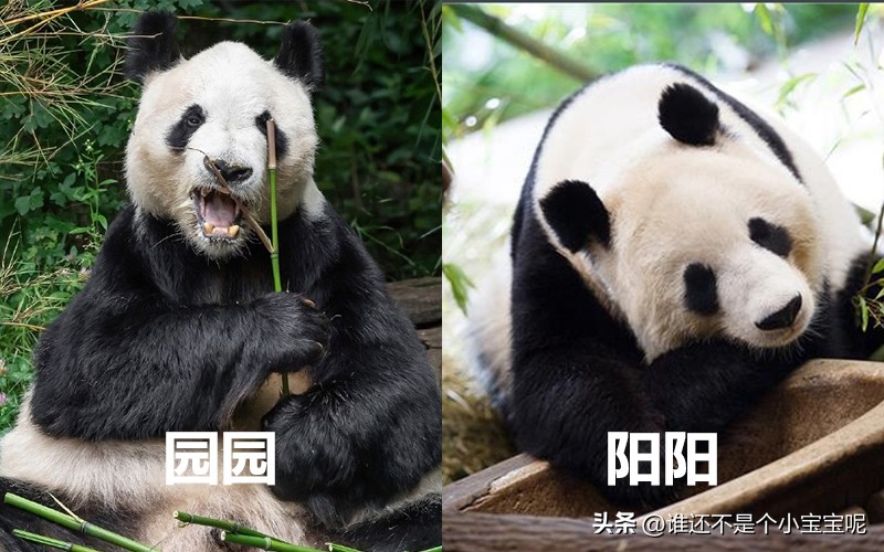 目前在国外的大熊猫有几只,大熊猫国外租借了多少只