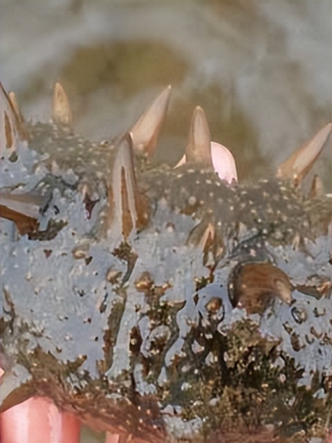 海参的养殖技巧和方法,海参如何养殖有哪些管理注意事项