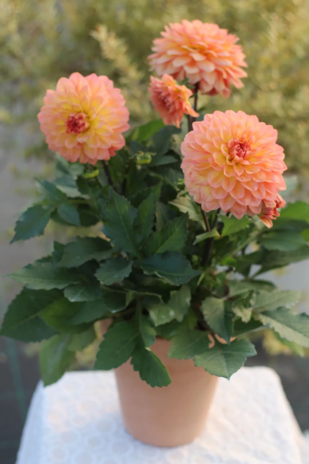 冬天在室内不怕冻的有哪些植物,冬季适合室内不怕冻的植物