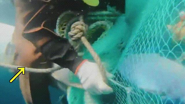 国内的假三文鱼是什么鱼,哪种才是真正的三文鱼