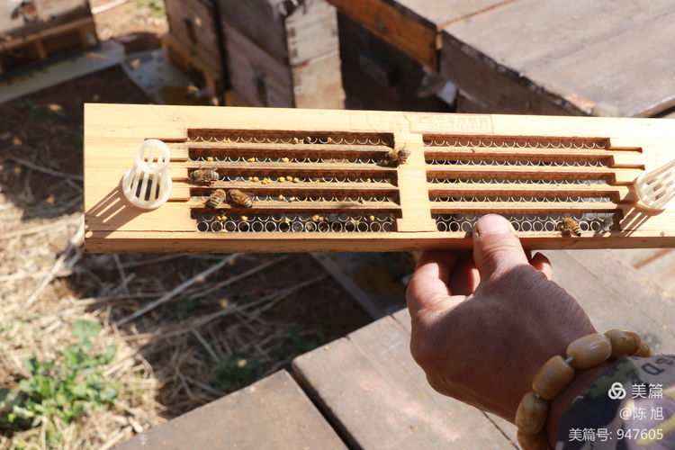 渑池孟村：油菜花儿香，蜜蜂采蜜忙