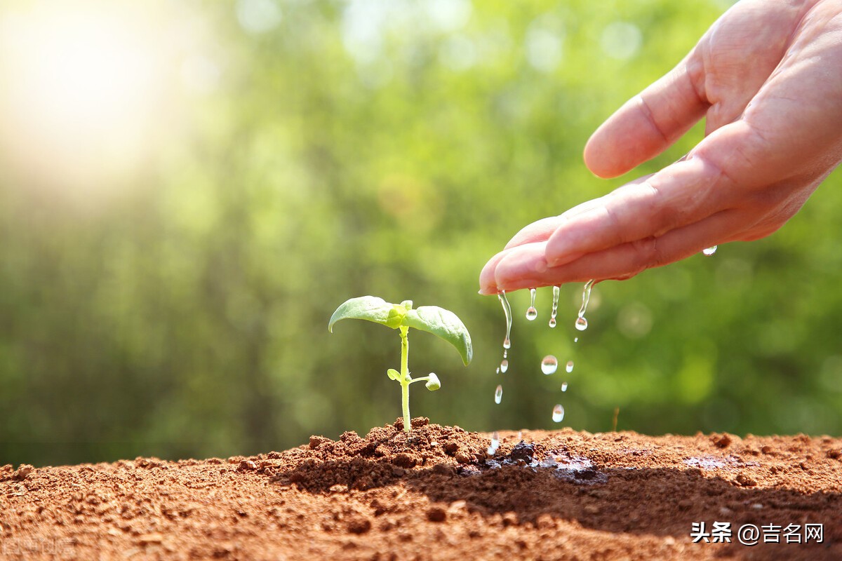 园艺公司起名大全,园艺公司起名