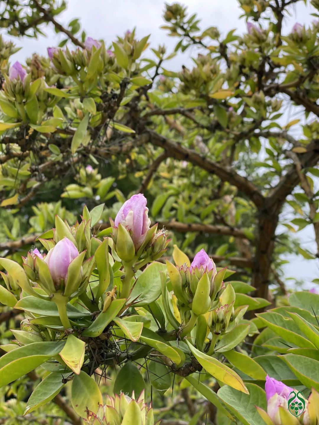 仙人掌花开的如此绚烂,仙人掌开花代表什么