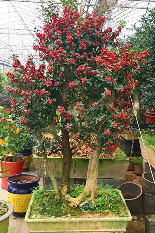 花开富贵花卉图片大全,金玉满堂花图片