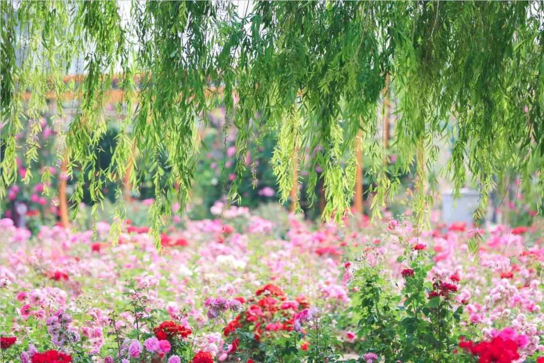 国家级新区咸阳高新区,从蓝图到实景