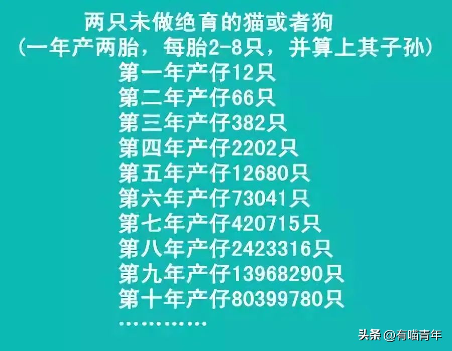 猫咪在交配的时候，究竟爽不爽？