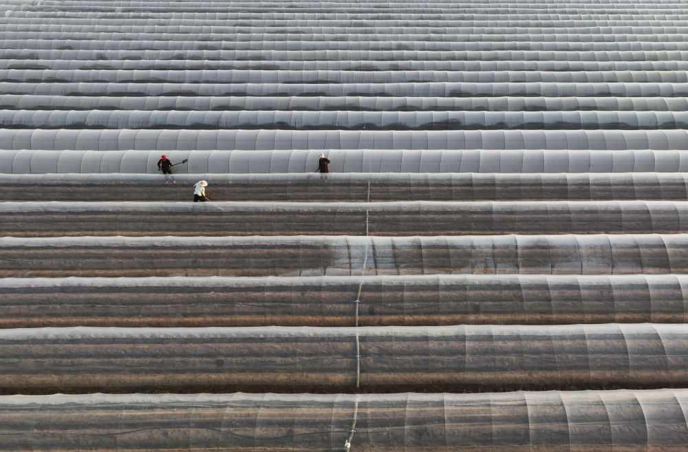 河北唐山生姜价格表,河北唐山丰润生姜