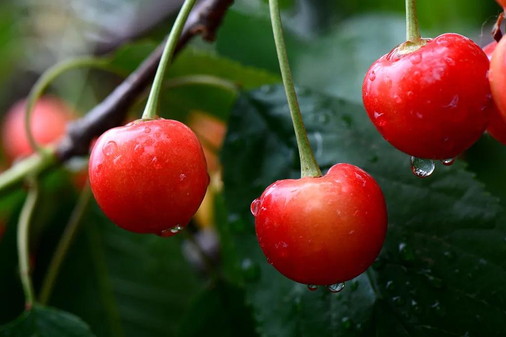 鱼蛋白水溶肥适用于哪些作物,作物用肥诀窍