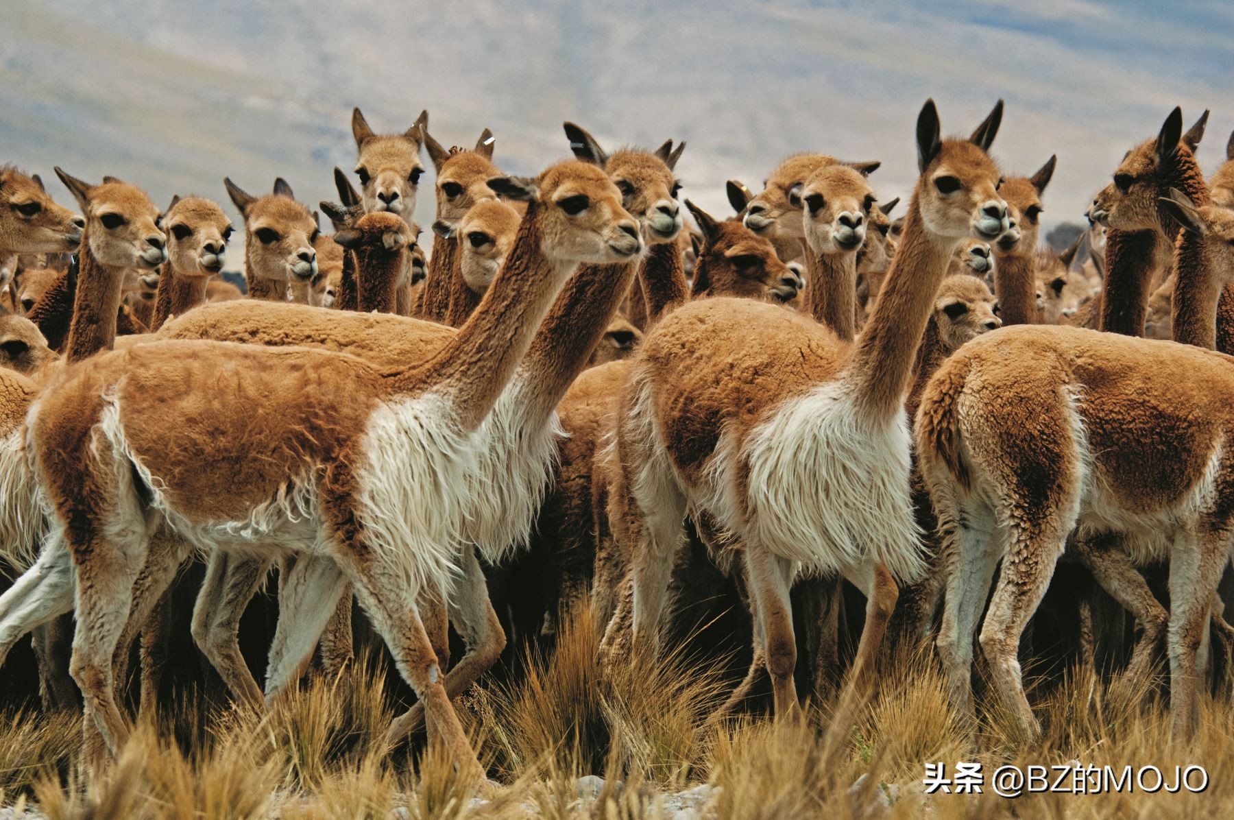 你买的奢侈品为什么那么贵,最奢侈的面料