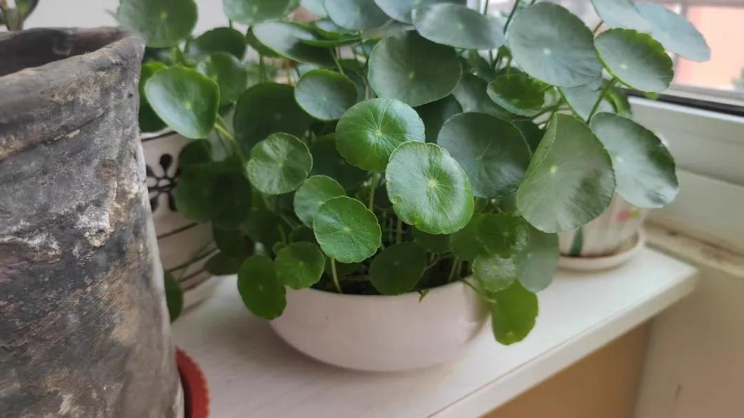 适合桌面养的小盆栽,好看的桌面花卉盆栽