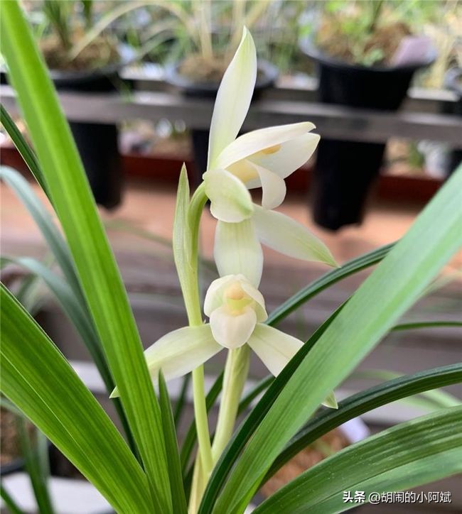 雪兰最好的兰花品种,最值得养的素心兰花