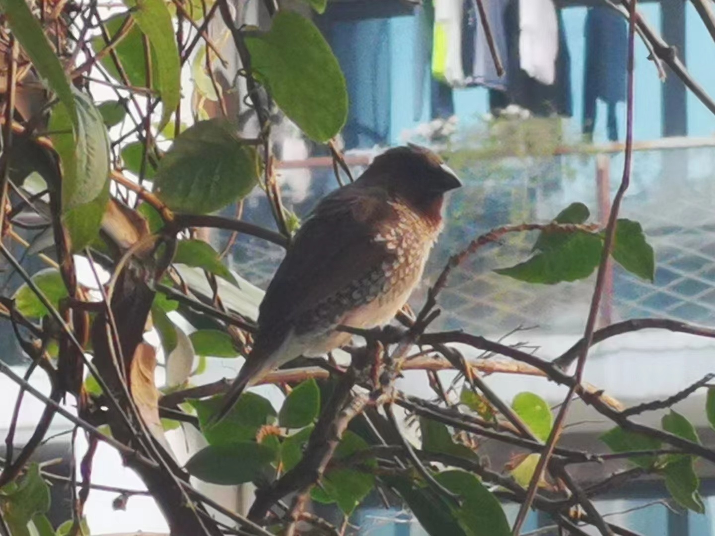 野生鸟类保护幼崽,农村常见的鸟类保护动物