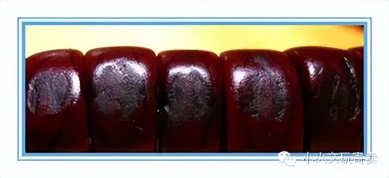 凤眼菩提20天效果,2023年凤眼菩提