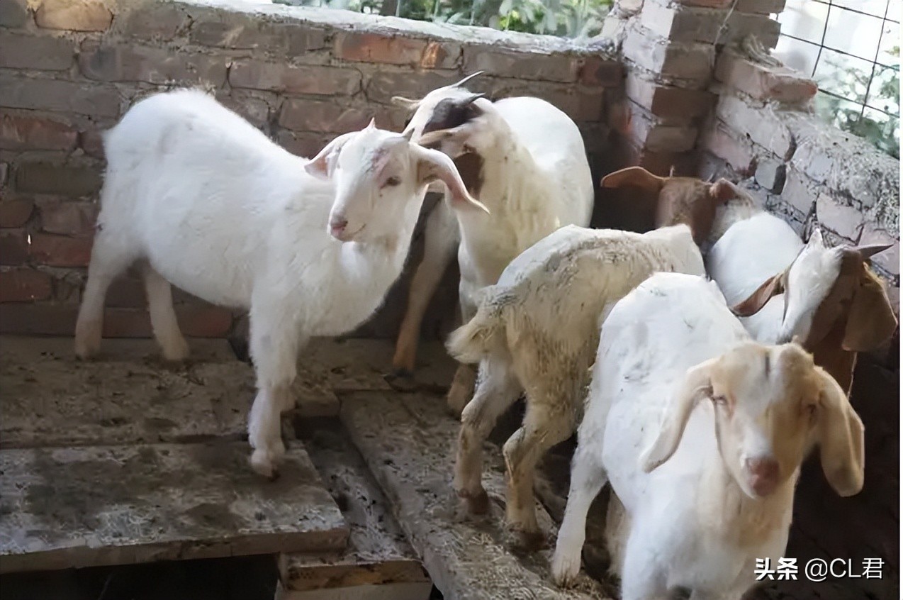 羊贩子买羊套路,羊贩子的买羊技巧