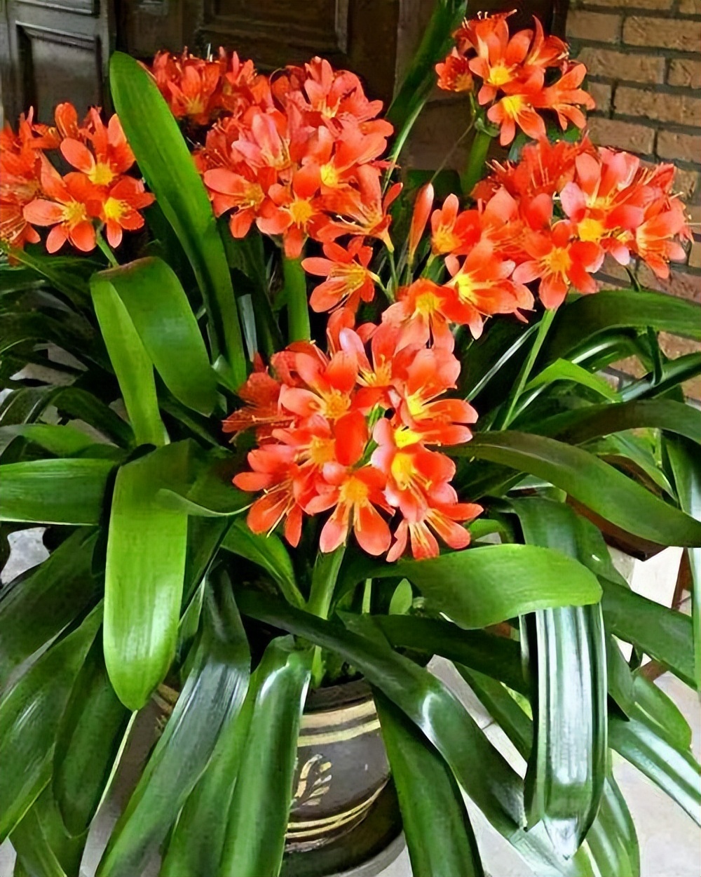 君子兰每次浇水需要浇透吗,冬天给君子兰浇水注意什么