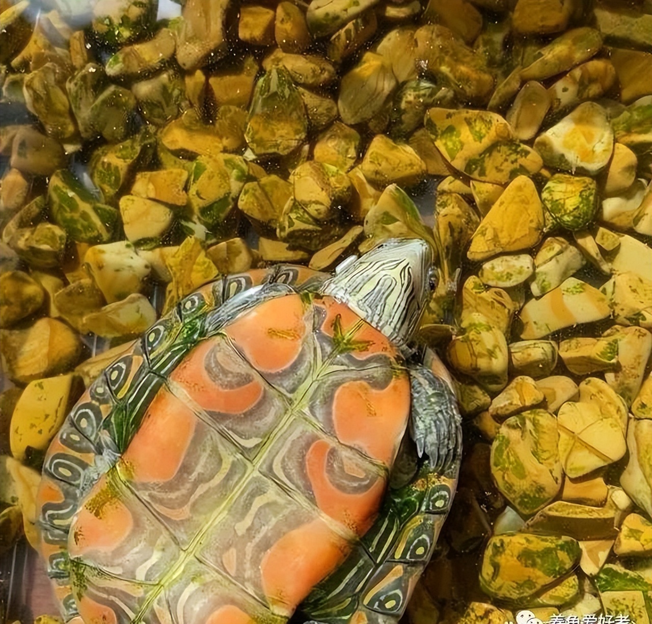 有人说巴西脸龟类已经衰败了，要沦为龟市末流？