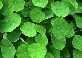 热带植物小果榕光合作用对光抑制的高敏感性