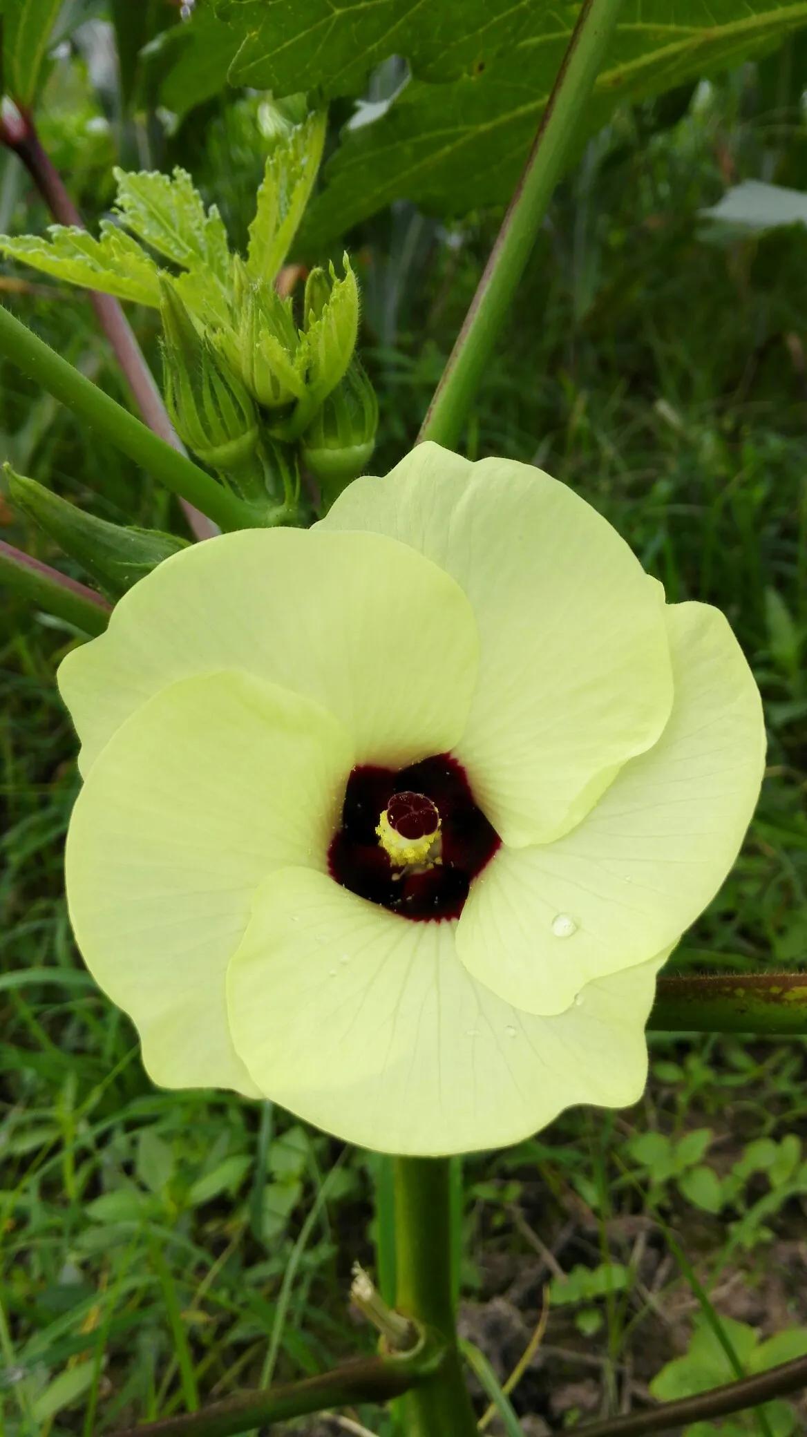 黄秋葵花,黄秋葵花啥样图片