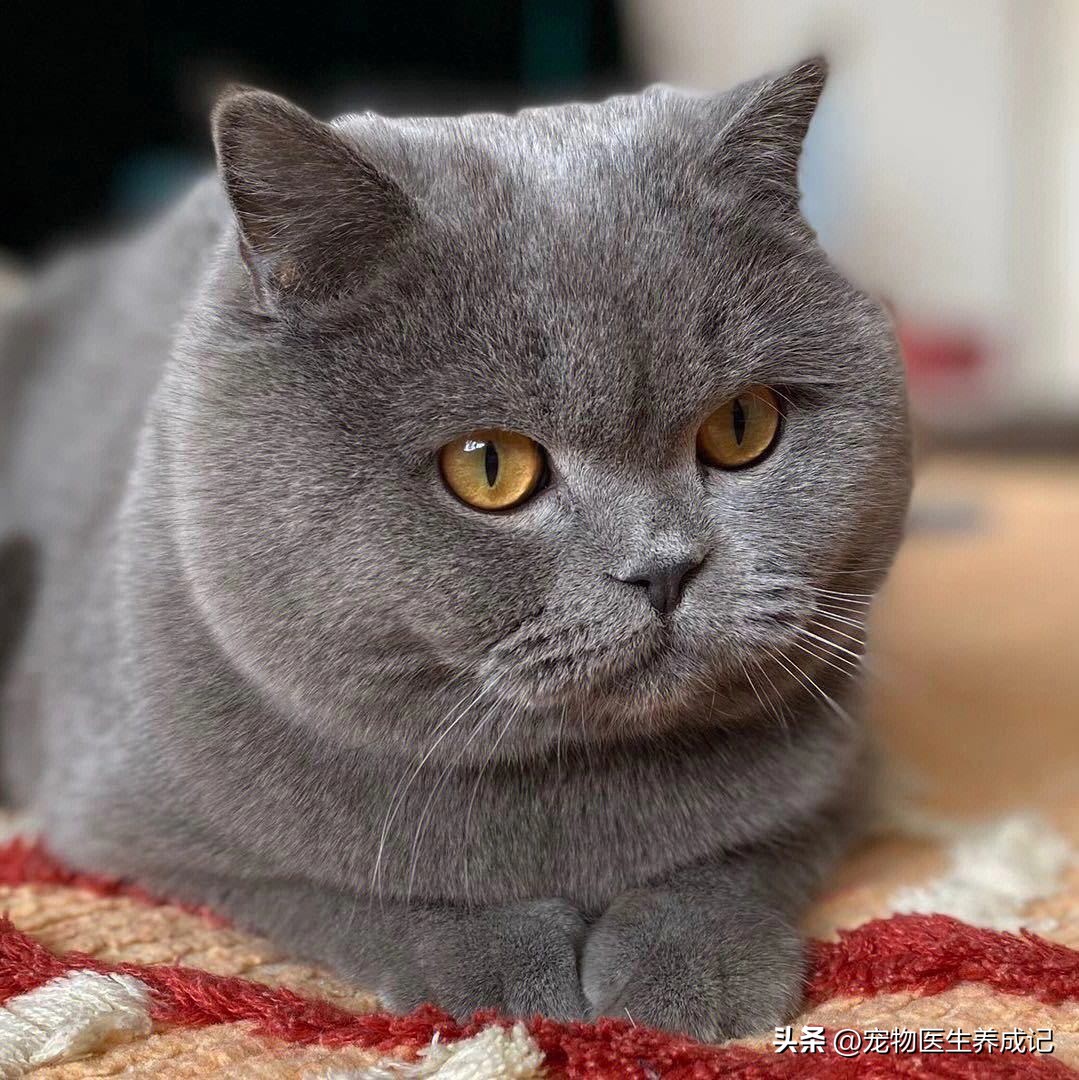 养1只英短蓝猫的注意事项,养蓝猫注意的事项